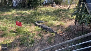 Australian Lodge Owner Smacks Charging Crocodile With Frying Pan