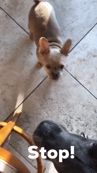 Stop It GIF