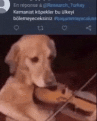 Keman Kemalist GIF