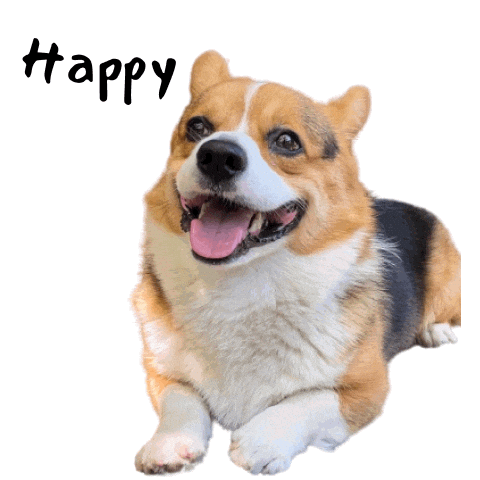Milo_SiliconValley giphyupload happy dog corgi Sticker
