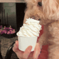 Miso Gwenda GIF by ChoCo Official