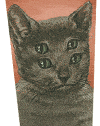 four eyes cat GIF by weinventyou