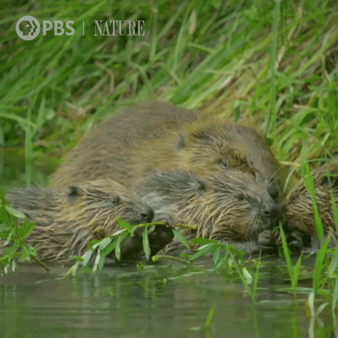 Pbs Nature Otter GIF by Nature on PBS