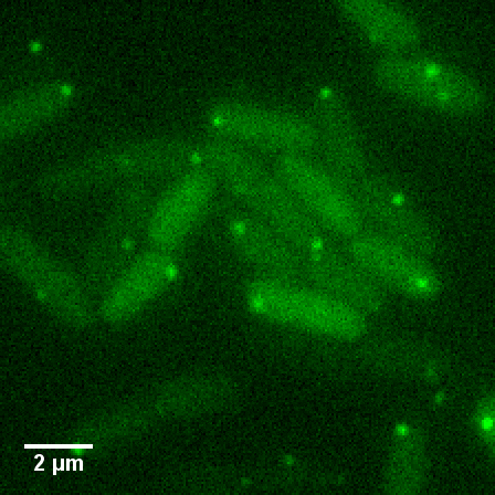 bacteria GIF