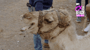 Happy Ex On The Beach GIF by MTV Nederland