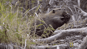 work struggle GIF by Nat Geo Wild 