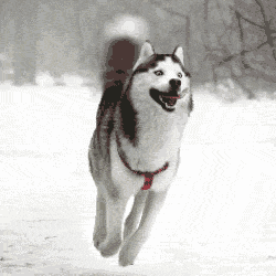 Video gif. Against a cold, snowy backdrop, an energetic husky with bright, wide eyes levitates in the air while his tail spins like a helicopter and his tongue flaps in the wind.