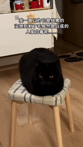 cuteanimalland giphyupload GIF