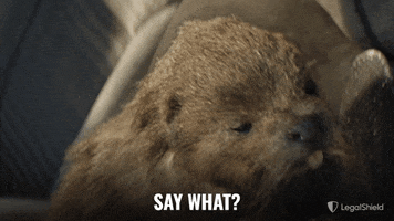 LegalShield what omg surprised huh GIF