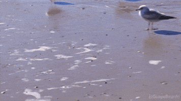 Loop Bird GIF