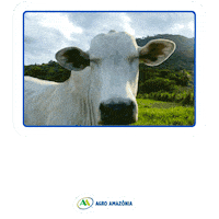 Bom Dia Boi Sticker by Agro Amazônia