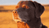 Cooked GIF