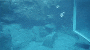 georgiaaquarium georgia aquarium harbor seals GIF