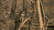 Brown Fish Owl GIF