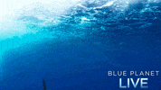 bbc one oceans GIF by BBC