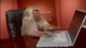 Monkey typing on laptop