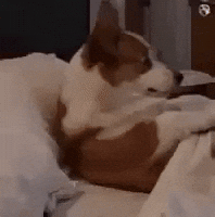 Dog Sleep GIF by Respective