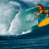 horse surfboard GIF by Anne Horel