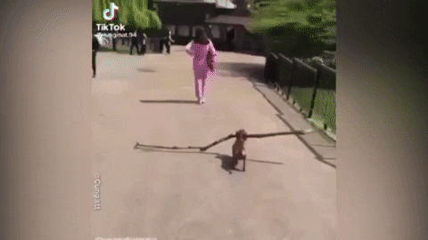 cuteanimalland giphyupload GIF