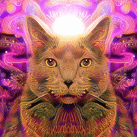 cat GIF