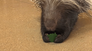 Zoo Animals Enjoy St Patrick's Day Shamrock Treats