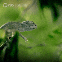 Baby Eating GIF by Nature on PBS
