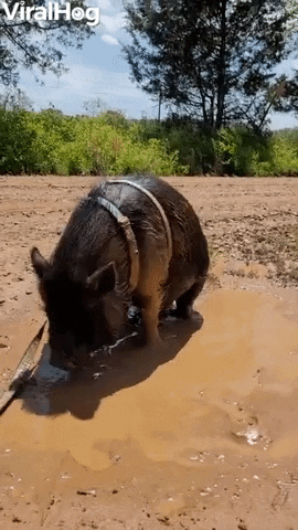 Pig Plays In Mud Puddle GIF by ViralHog