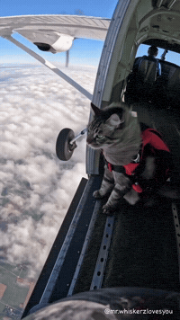Angry Cat GIF