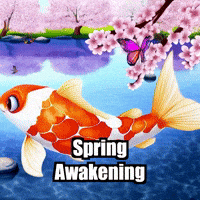 Koi Fish Spring GIF by TheConfishius