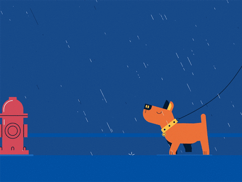 AnchorPoint giphyupload dog rain walk GIF