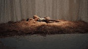 Music Video Sheep GIF by Sir Chloe