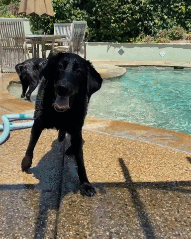 California Labradors Demonstrate Proper Cooling Off Techniques in Owner's Pool