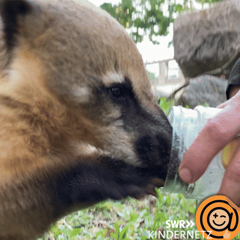 Hungry Zoo GIF by SWR Kindernetz