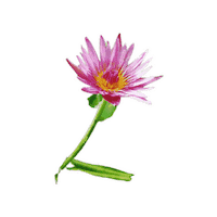 AimerDesign flower aimerdesign バス 蓮 Sticker