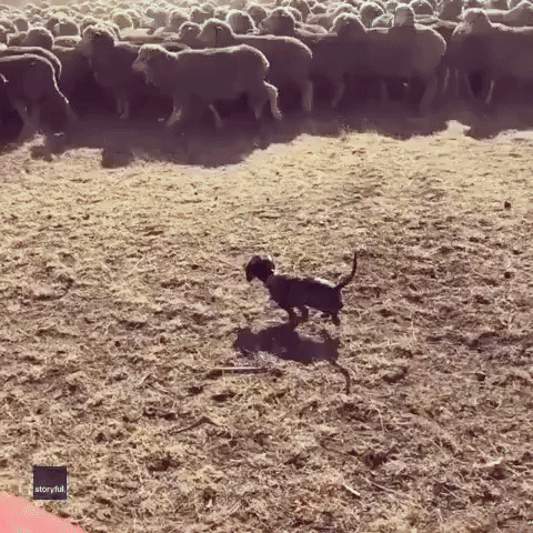 Adorable Sausage Dog Rounds Up Sheep