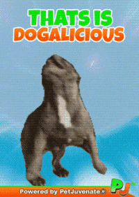 Love It Wow GIF by PetJuvenate - PJ