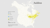 black-throated green warbler GIF by audubon
