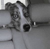 Video gif. Spotted dog has its head squished between two car seat headrests and appears petrified with its wide, light eyes.