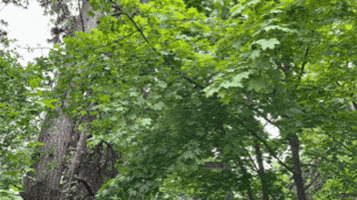 Sheri42 giphyupload leaf maple leaf maple tree GIF