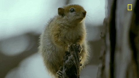 Nat Geo Savage Kingdom GIF by National Geographic Channel