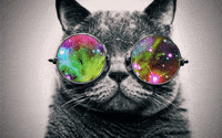 cat love GIF