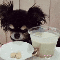 Lee Joon Gi Dog GIF