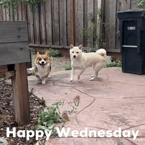 Happy Wednesday GIF