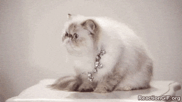 cat reaction GIF