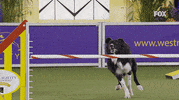 GIF by Westminster Kennel Club