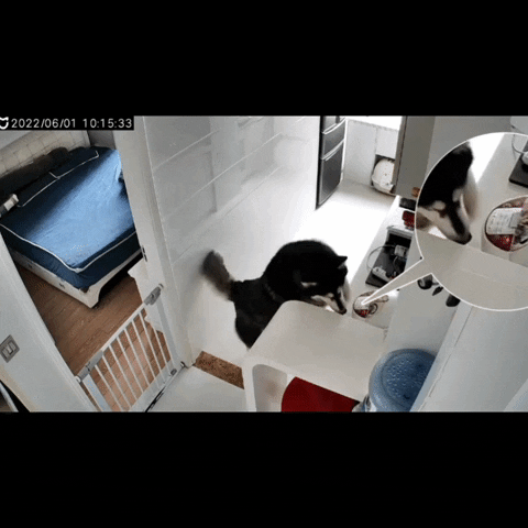 cuteanimalland giphyupload GIF