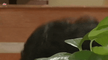 indian tv GIF by bypriyashah