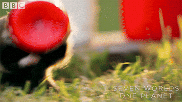 Hamster Regret GIF by BBC Earth
