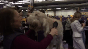 westminster dog show GIF by Westminster Kennel Club