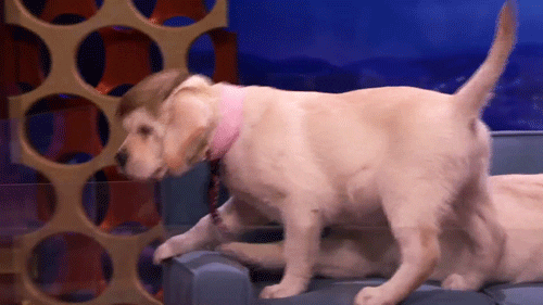 puppies conan obrien GIF by Team Coco
